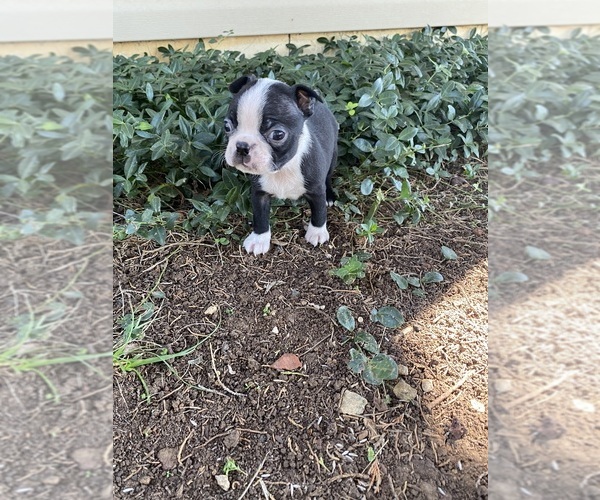 Medium Photo #4 Boston Terrier Puppy For Sale in FREDONIA, KS, USA