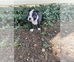 Small #3 Boston Terrier