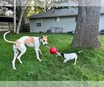 Small #5 Great Dane