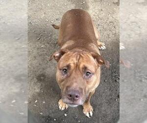 Mutt Dogs for adoption in Placerville, CA, USA