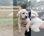 Small #8 Labrador Retriever