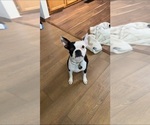 Small Photo #1 Boston Terrier Puppy For Sale in OROVILLE, CA, USA