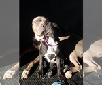 Small Photo #13 Staffordshire Bull Terrier Puppy For Sale in LONG BEACH, CA, USA