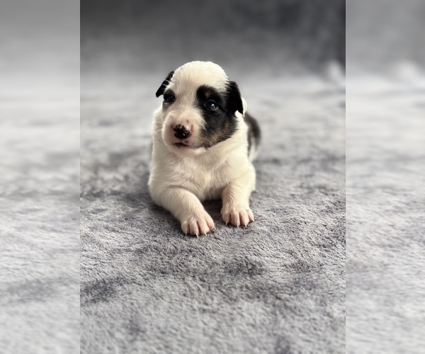 Medium Photo #7 Australian Shepherd Puppy For Sale in CONWAY, MA, USA