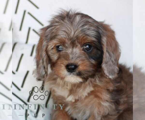 Medium Photo #3 Cavapoo (Miniature) Puppy For Sale in ELIZABETHTOWN, PA, USA