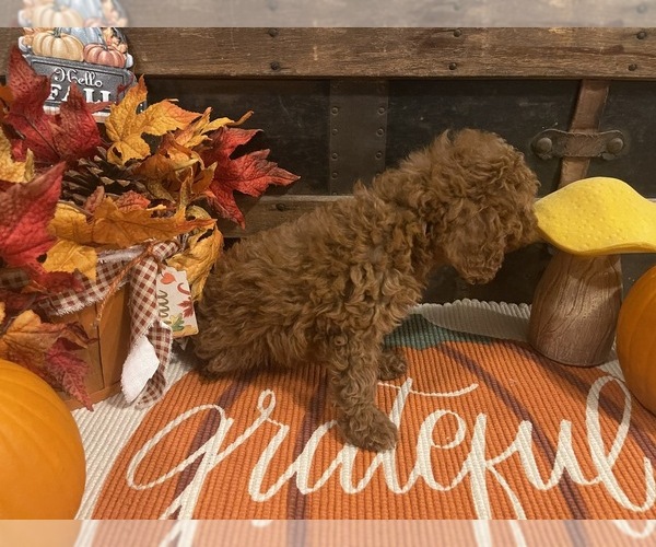 Medium Photo #5 Cavapoo Puppy For Sale in FULTON, KS, USA