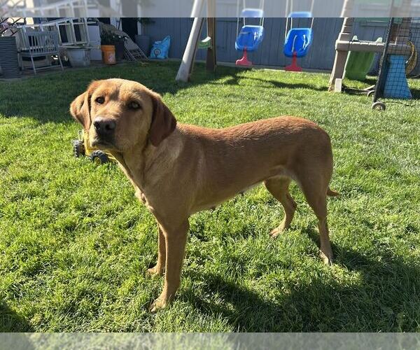 Medium Photo #3 Labrador Retriever Puppy For Sale in Clovis, CA, USA