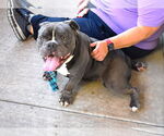 Small #1 Bulldog Mix