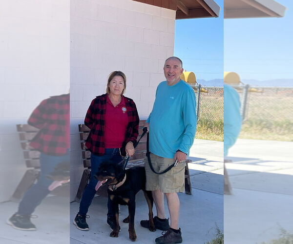 Medium Photo #2 Rottweiler Puppy For Sale in Gilbert, AZ, USA