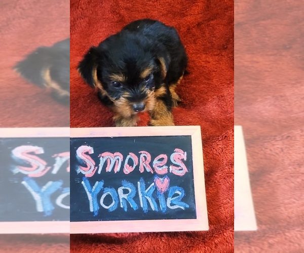Medium Photo #12 Yorkshire Terrier Puppy For Sale in AKRON, OH, USA