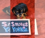 Small #11 Yorkshire Terrier