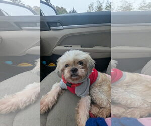 Shih Tzu-Unknown Mix Dogs for adoption in Morganville, NJ, USA