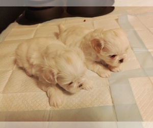 Shih Tzu Puppy for sale in FANNING SPGS, FL, USA