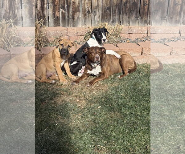 Medium Photo #2 Mastiff-Unknown Mix Puppy For Sale in Fort Collins, CO, USA