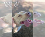 Small American Pit Bull Terrier Mix