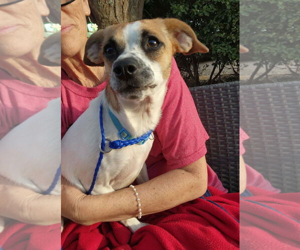 Medium Photo #5 Rat-Cha Puppy For Sale in Grafton, WI, USA