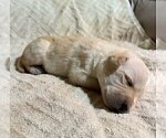 Small Photo #165 Labrador Retriever Puppy For Sale in HIGH POINT, NC, USA