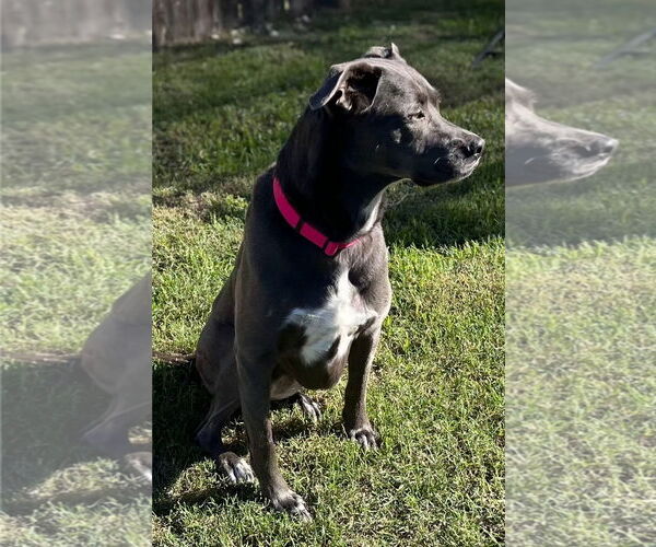 Medium Photo #16 Blue Lacy-Unknown Mix Puppy For Sale in Rosenberg, TX, USA