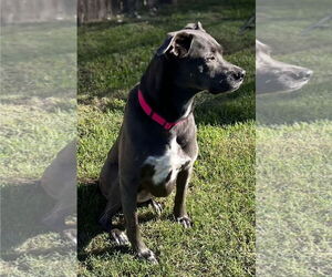 KangaRoo - Female Blue Lacy-Unknown Mix Dog for Adoption - Photo #16