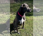 Small #15 Blue Lacy Mix