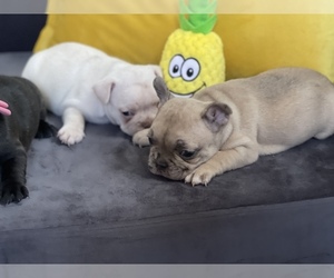 French Bulldog Puppy for Sale in PINELLAS PARK, Florida USA