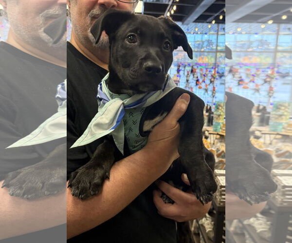 Medium Photo #3 Labrador Retriever-Unknown Mix Puppy For Sale in Clarkston, MI, USA