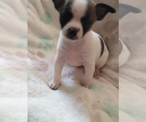 Chihuahua Puppy for sale in SHALLOTTE, NC, USA