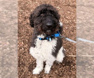 Labradoodle Dogs for adoption in Waterford, VA, USA