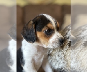 Beagle Puppy for sale in FORDLAND, MO, USA