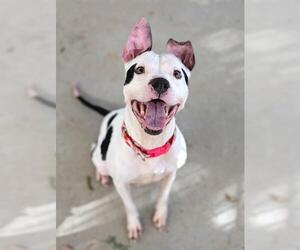 Mutt Dogs for adoption in Sacramento, CA, USA