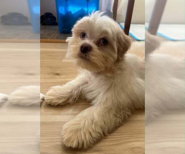 Medium Photo #2 Mutt Puppy For Sale in Candler, NC, USA