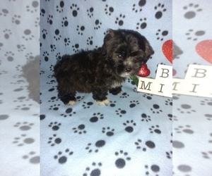 Morkie Puppy for sale in LAPEER, MI, USA