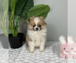 Small #5 Pomeranian