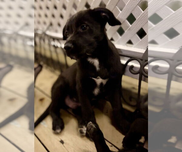 Medium Photo #3 Mutt Puppy For Sale in San Diego, CA, USA