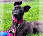 Ringo - Male Black Mouth Cur-Unknown Mix Dog for Adoption - Small photo