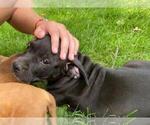 Puppy 1 American Pit Bull Terrier-American Staffordshire Terrier Mix