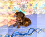 Image preview for Ad Listing. Nickname: Tiny Lori Anne