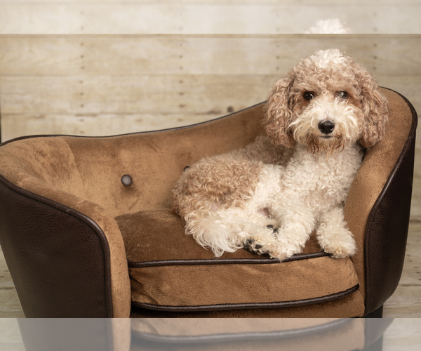 Medium Photo #1 Goldendoodle mix (+ Poodle Miniature) Puppy For Sale in DALLAS, TX, USA