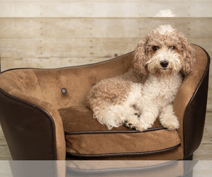 Mother of the Goldendoodle mix (+ Poodle Miniature) puppies born on 05/22/2026