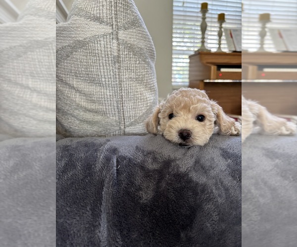 Medium Photo #44 Bichpoo Puppy For Sale in NORTH PORT, FL, USA