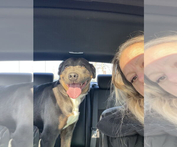 Medium Photo #8 American Staffordshire Terrier-Labrador Retriever Mix Puppy For Sale in Brewster, NY, USA