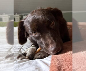 Brownie #11 - Female Australian Shepherd-Unknown Mix Dog for Adoption - Photo #3