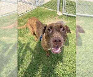American Pit Bull Terrier-Unknown Mix Dogs for adoption in Corpus Christi, TX, USA