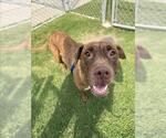 Small American Pit Bull Terrier Mix