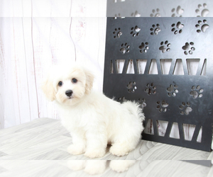 Cavachon Puppy for sale in MARIETTA, GA, USA