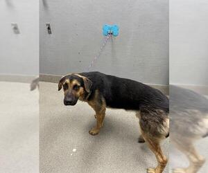 German Shepherd Dog-Unknown Mix Dogs for adoption in Las Vegas, NV, USA