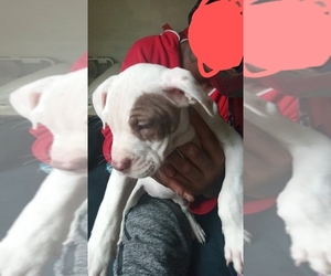 American Pit Bull Terrier-Staffordshire Bull Terrier Mix Puppy for sale in ARLINGTON, TX, USA
