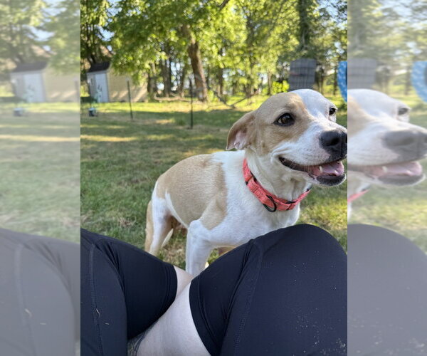 Medium Photo #6 Beagle-Unknown Mix Puppy For Sale in Wenonah, NJ, USA