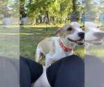 Small #5 Beagle Mix