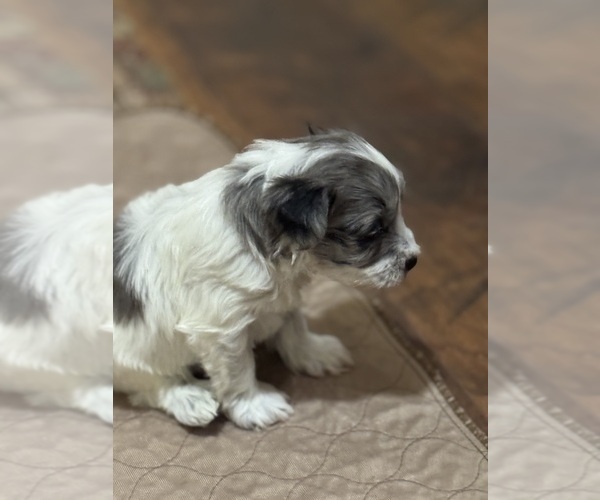 Medium Photo #3 Schnauzer (Miniature) Puppy For Sale in PFLUGERVILLE, TX, USA